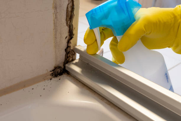 Best Mold Damage Repair  in Packanack Lake, NJ