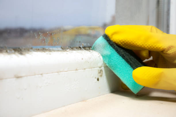 Best Commercial Mold Removal  in Packanack Lake, NJ