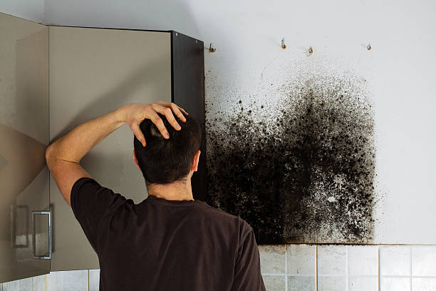 Best Toxic Mold Removal  in Packanack Lake, NJ