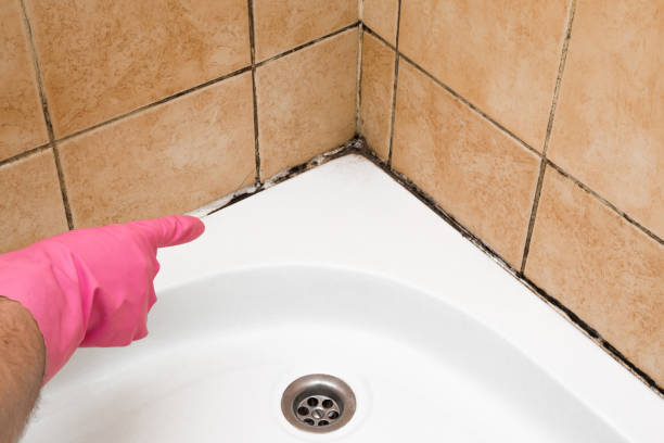 Best Professional Mold Removal  in Packanack Lake, NJ
